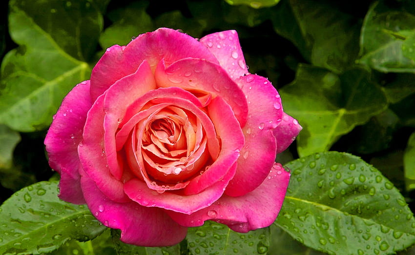 Прекрасна розова роза, градина, красив, аромат, лято, розово, листа, красиви, листенца, природа, аромат, прекрасен, хармония HD тапет