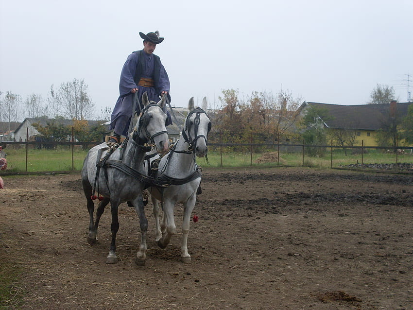 Hungary-csikos, horses, hungary, anymals, sport HD wallpaper