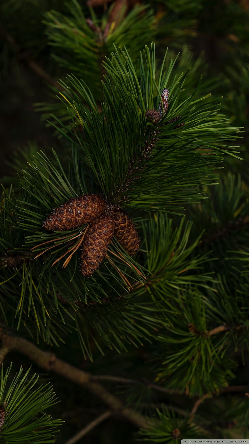 Green Pine Tree Branches Ultra Background for U TV : & UltraWide & Laptop : Tablet : Smartphone HD phone wallpaper