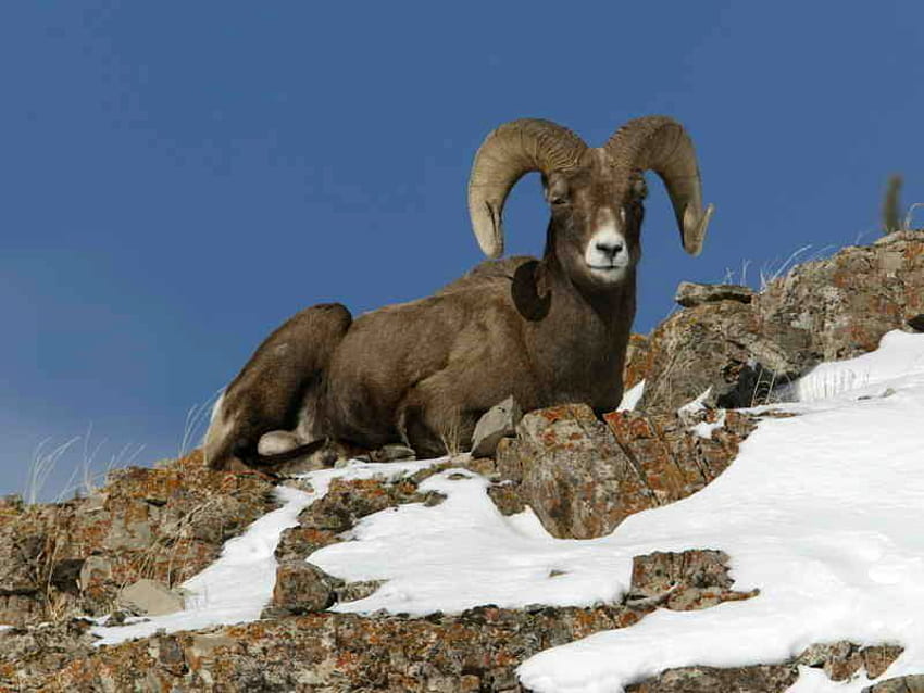 Bighorn-Sheep, cool, bighorn, , sheep HD wallpaper