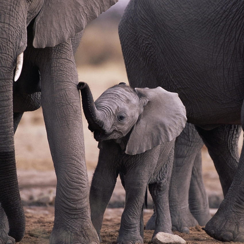 A cute small elephant between many big elephants, Elephant iPad HD phone wallpaper