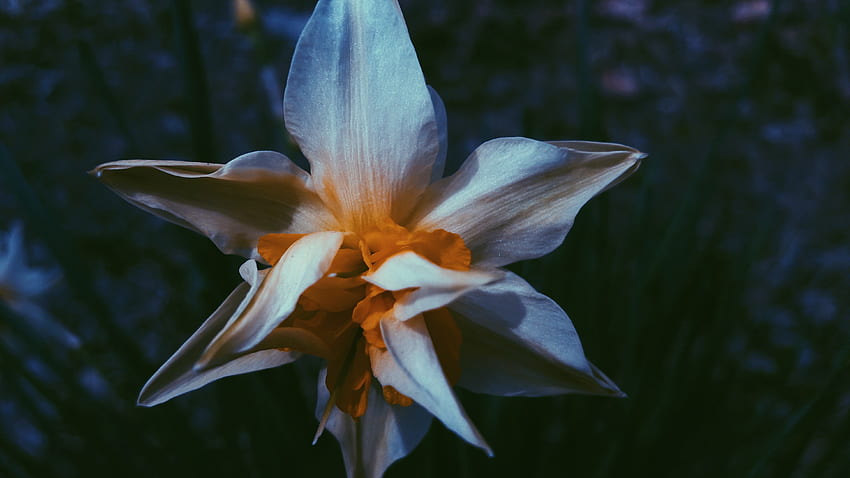 Flower, Macro, Petals, Narcissus HD wallpaper