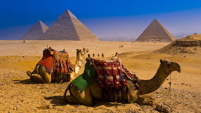 Kamele in der Nähe der großen Pyramiden von Gizeh, Gizeh, Kamele, Ägypten, groß, Pyramiden, alt HD-Hintergrundbild