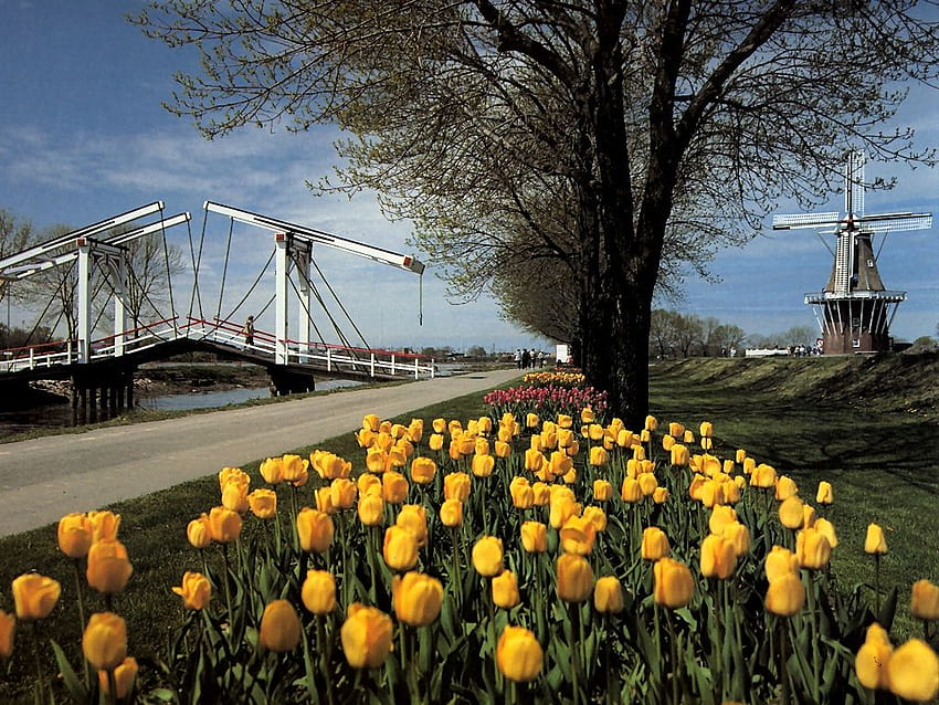 The DeZwaan Windmill Michigan, Michigan Spring HD wallpaper