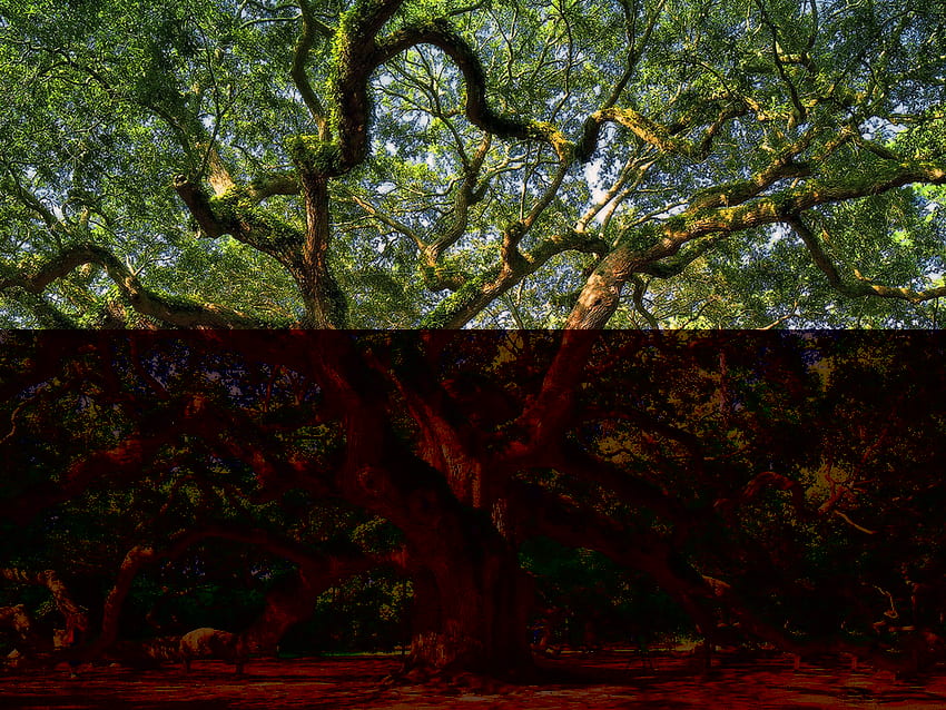 Angel Oak Tree innet - Oak Trees Black Forest - -, Oak Leaf HD wallpaper