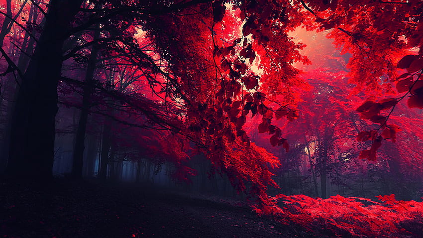 Feuilles rouges beaux paysages d'automne, beau paysage sombre Fond d'écran HD