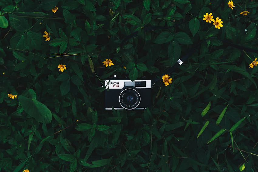 꽃, 잎, 렌즈, 기술, 기술, 카메라 HD 월페이퍼