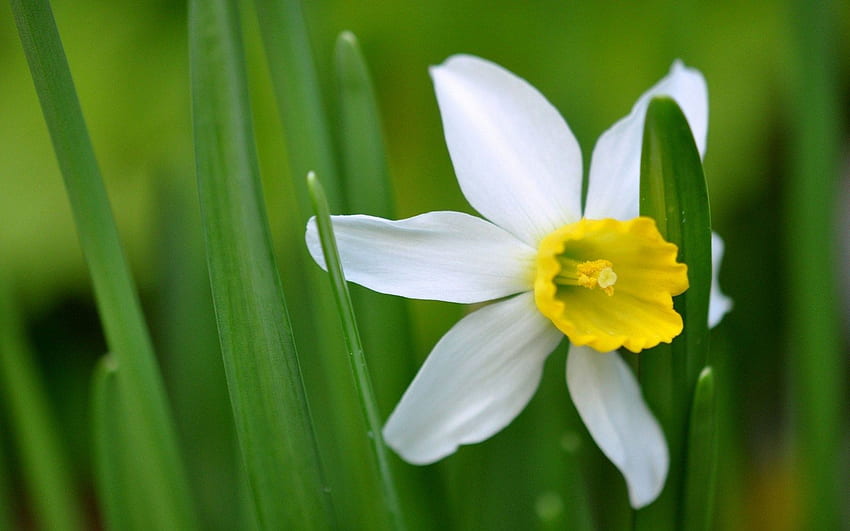 Top Narcissus Flower . Flowers . 212.24 KB HD wallpaper