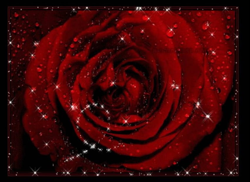 Dew Drop Rose, swirl red rose, dew drops, flower HD wallpaper