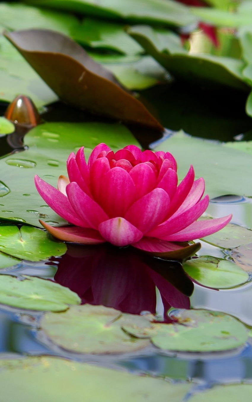 โลตัส ดอกไม้ ชมพู ใบไม้ ทะเลสาบ - ดอกบัวในน้ำ - & พื้นหลัง วอลล์เปเปอร์โทรศัพท์ HD