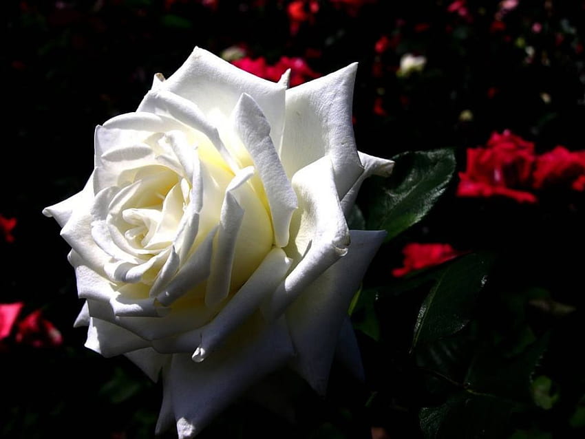 Una rosa bianca, rosa bianca, rose rosse, fiori Sfondo HD