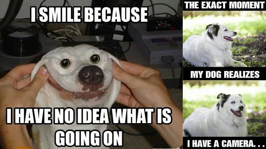 Most Adorable Smiling Dog Memes, Doggo Meme HD wallpaper | Pxfuel