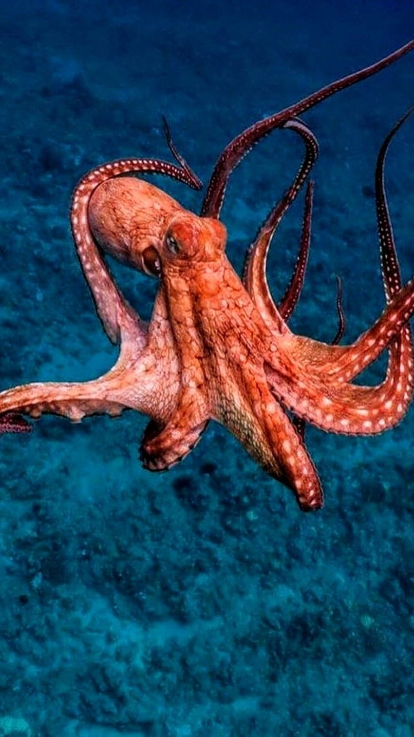 Octopus, Adorable HD phone wallpaper