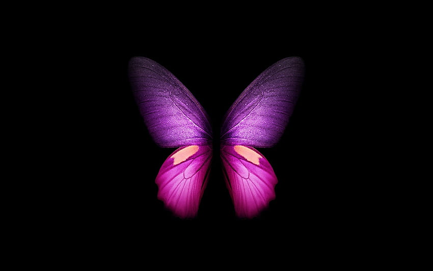 Papillon violet, Ailes, Fond noir, Samsung Galaxy Fold, AMOLED, CGI, Girly, Stock, Graphics CGI, Dark Purple Butterfly Fond d'écran HD