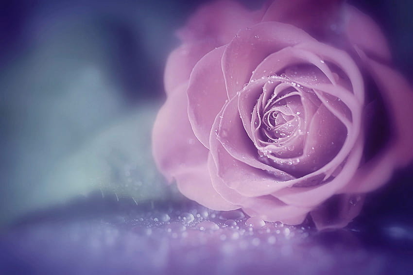 Pink rose , flowers, macro, roses, water drops, pink flowers, flowering plant • For You For & Mobile, Purple and Pink Roses HD wallpaper
