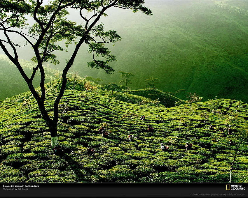 Tea Garden, India, Indian Tea HD wallpaper