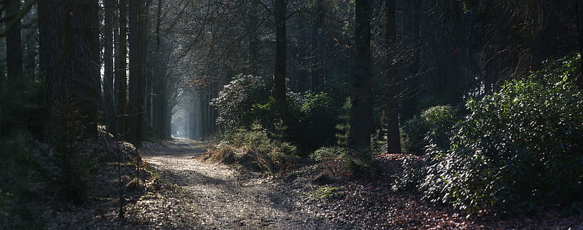 Пътека, природа, дървета, мъгла, арка HD тапет