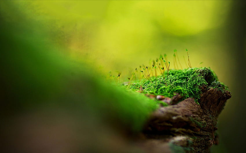 Green moss HD wallpaper