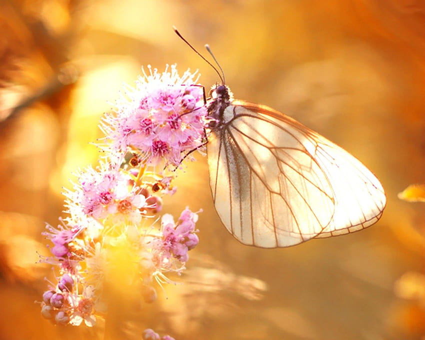 Motyl, zwierzęta, słodkie, kwiaty, ćma Tapeta HD