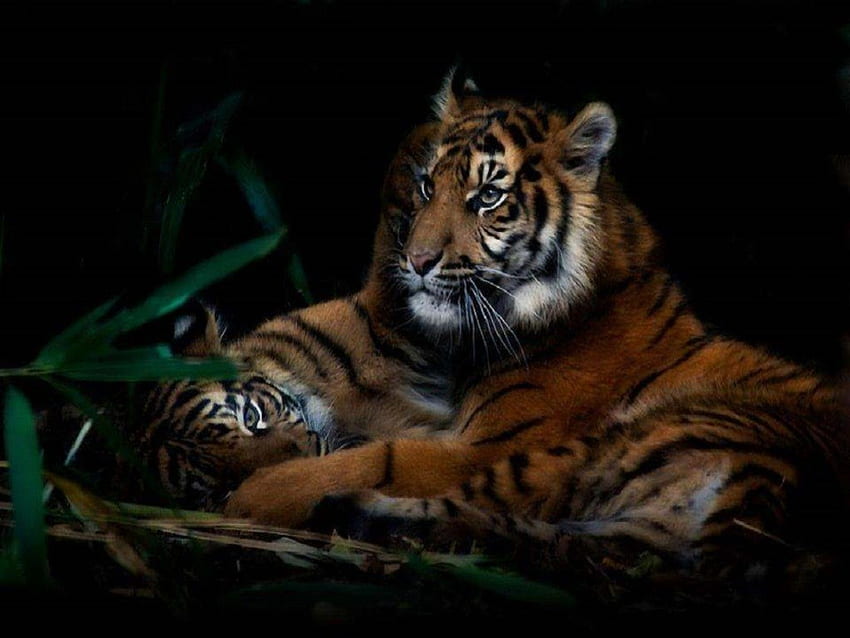 Jungle Love, big cats, Tigers, animals, wild cats, cats HD wallpaper