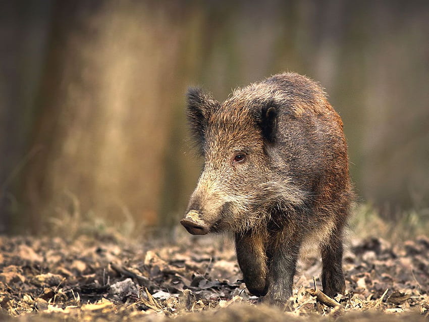 Wild Pig, Hog Rider HD wallpaper
