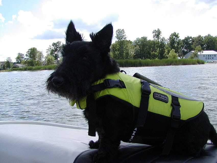 Walter in his life jacket enjoying a boat ride at the lake. Scotties are funny dogs!. Scottish terrier puppy, Scottie terrier, Scottie dog HD wallpaper