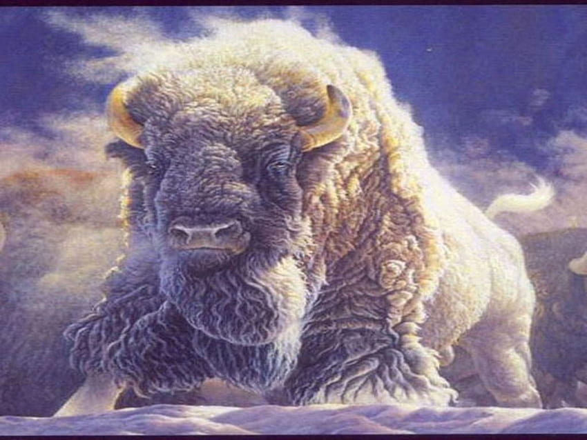 white buffalo. White_Buffalo__. American HD wallpaper