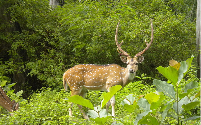 Indyjskie miejsca światowego dziedzictwa UNESCO sprawią, że ponownie zakochasz się w Indiach, Parku Narodowym Kaziranga Tapeta HD
