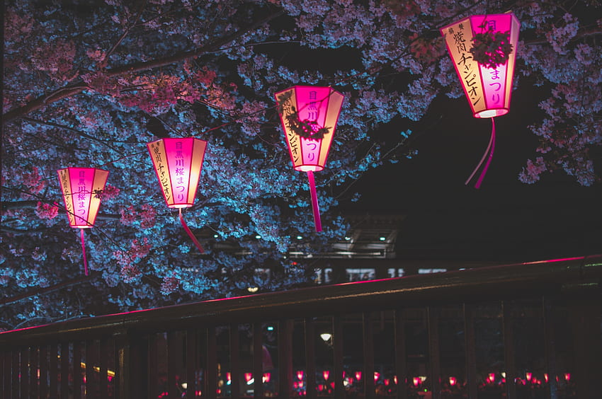 일본 밤 벚꽃 나무 랜턴 빛나는 밤 크롬북 픽셀, 배경 및 HD 월페이퍼
