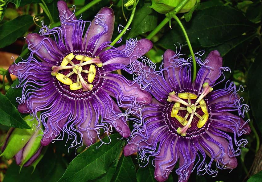 Flowers, Leaves, Wavy, Exotic, Exotics, Passionflower, Passiflora HD wallpaper