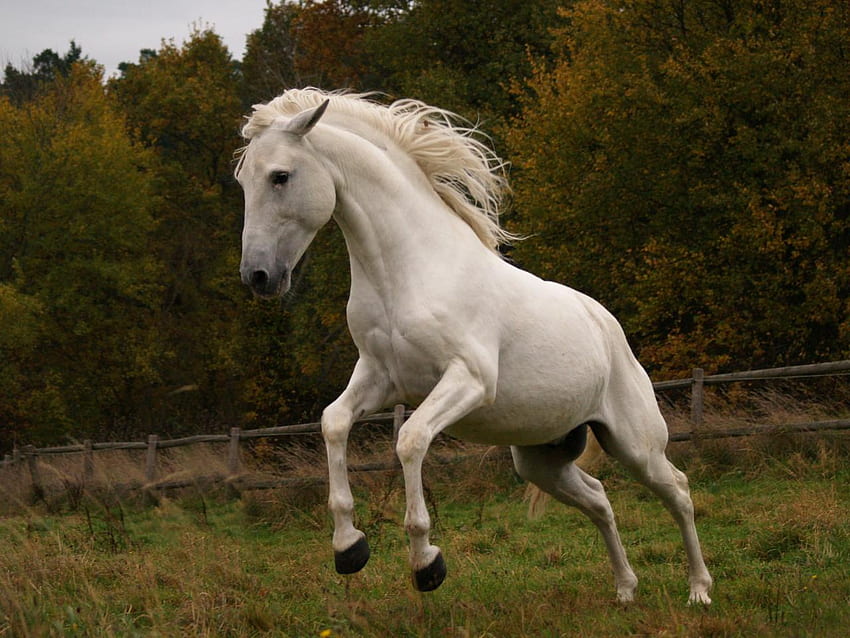 Wild Spirit, spanish, andalusian, horses, white, spanish horse, animals HD wallpaper