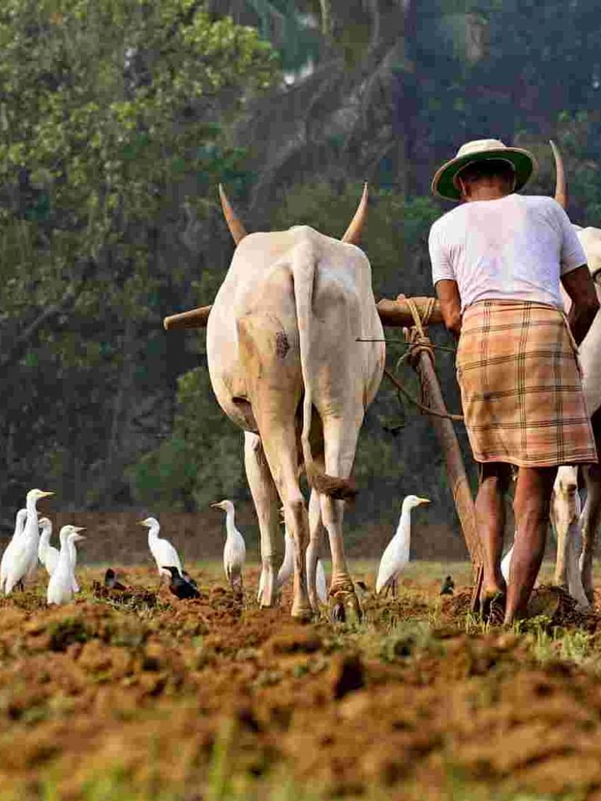 indischer Bauer in der Farm der Bauern indische Farm [] für Ihr , Handy & Tablet. Entdecken Sie Nutztiere. Vintages Bauernhaus HD-Handy-Hintergrundbild