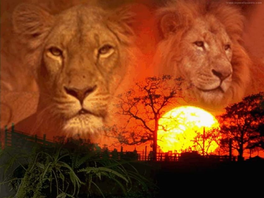 saat matahari terbenam di afrika, kucing besar, matahari terbenam afrika, singa Wallpaper HD