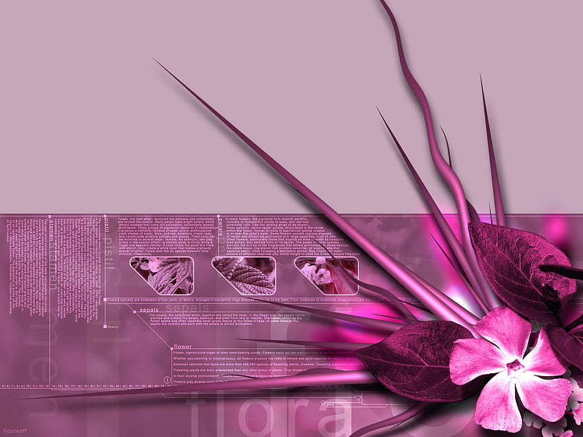 Flora Pink 3D สีชมพู 3 มิติ พฤกษา วอลล์เปเปอร์ HD