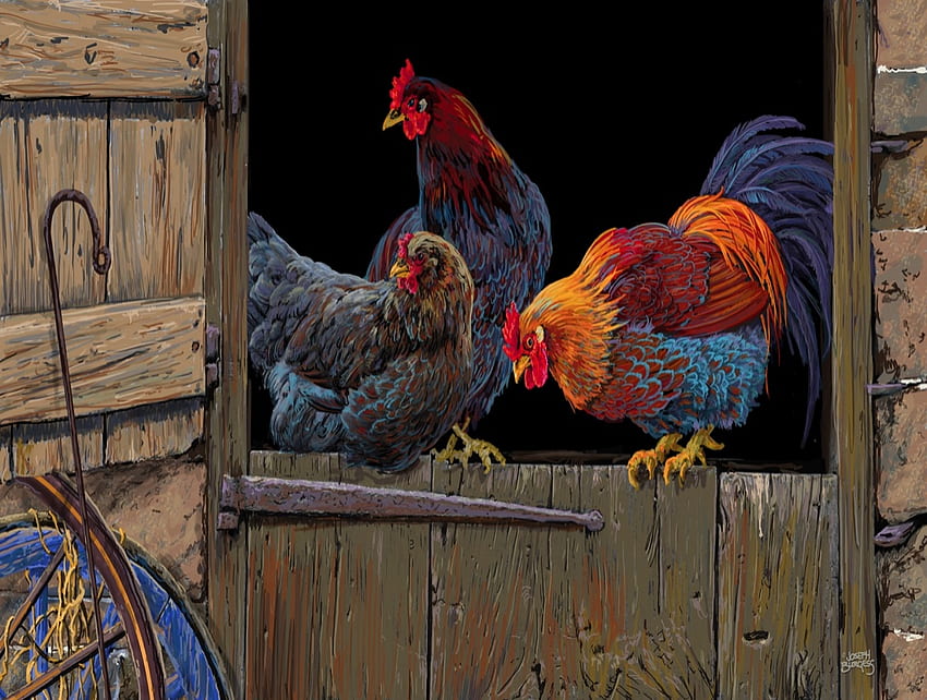 Rooster on the Barn Door, chickens, barn, door, rooster HD wallpaper