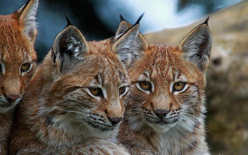 Lynx, animal, oreille, petit Fond d'écran HD