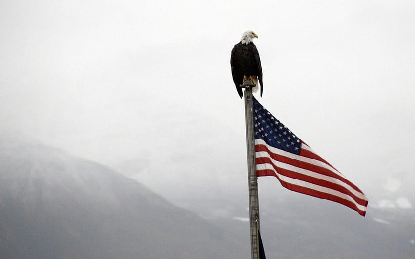 Bald Eagle บนเสาธง, สหรัฐอเมริกา, สหรัฐอเมริกา, อลาสก้า, ธง, สหรัฐอเมริกา, อเมริกัน, หมอก, ภูเขา, นกอินทรีหัวล้าน วอลล์เปเปอร์ HD