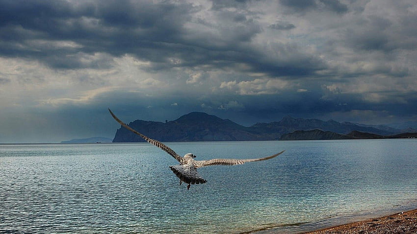 Animals, Mountains, Sea, Flight, Gull, Seagull, Wave, Sweep HD wallpaper