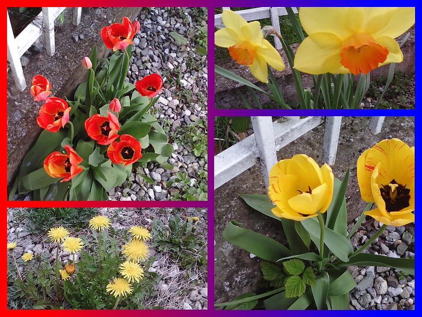Collage of flowers, yellow, red, flowers, spring, tulips HD wallpaper