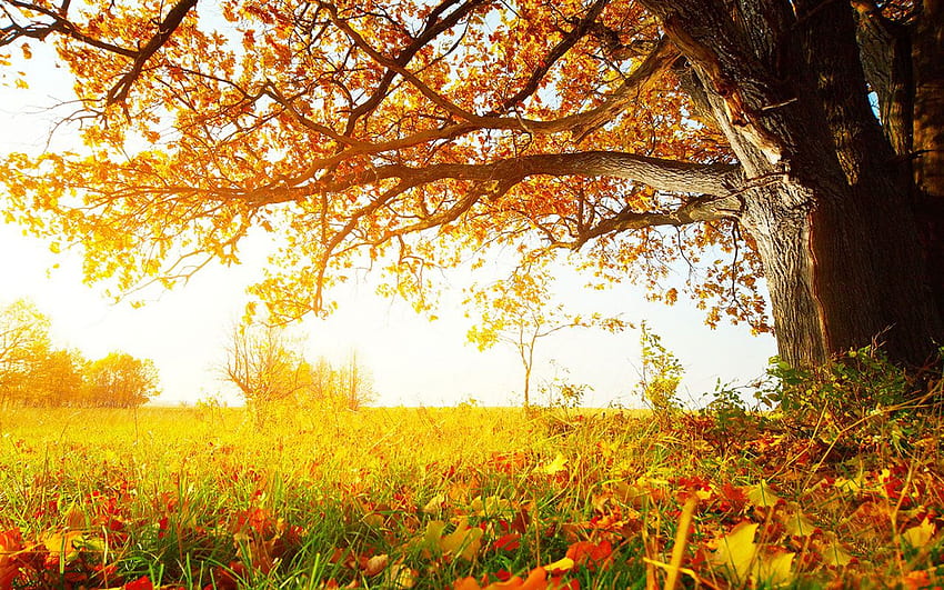 Drunk beautiful late autumn the charming landscape graphy HD wallpaper ...