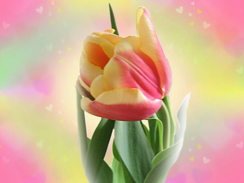 Amore primaverile, cuori, tulipano, colori pastello Sfondo HD