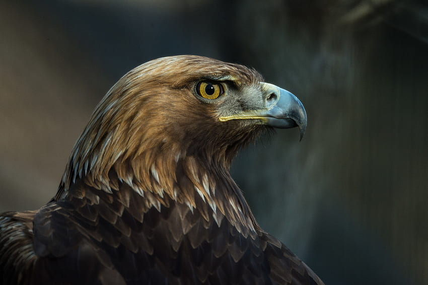 Eagle, Animals, Bird, Beak, Predator, Sight, Opinion HD wallpaper