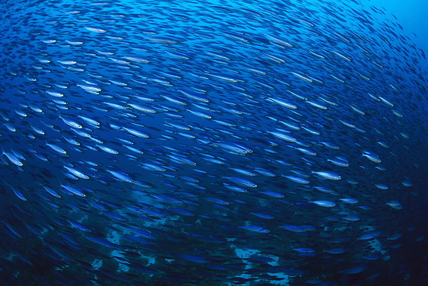 Fish, underwater, school of Fish, Bonaire, Caribbean HD wallpaper
