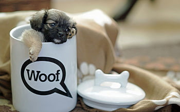 Cute puppy hotsell in a cup