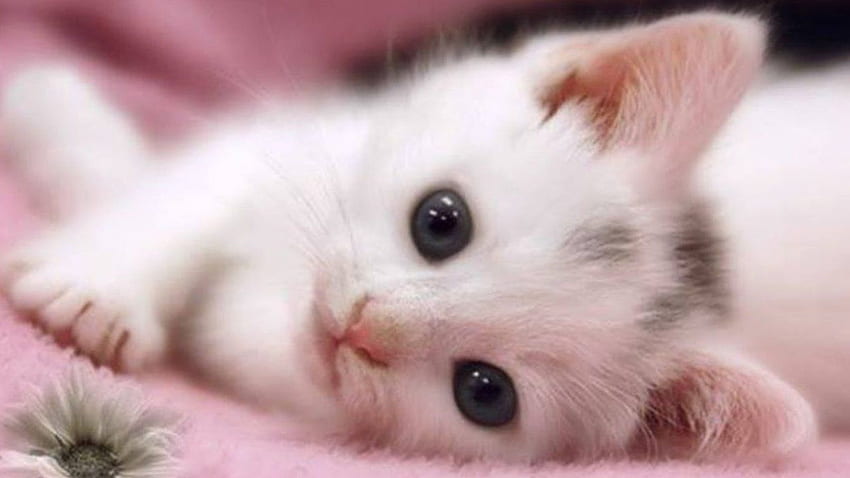 Cat Kitten Cat Pets Animal [] for your , Mobile & Tablet. Explore Animal .  Animal , Funny Animal, Cute Pet HD wallpaper | Pxfuel