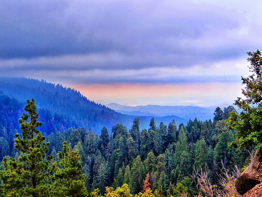 Sequoia - Redwood Mountain Overlook HD wallpaper