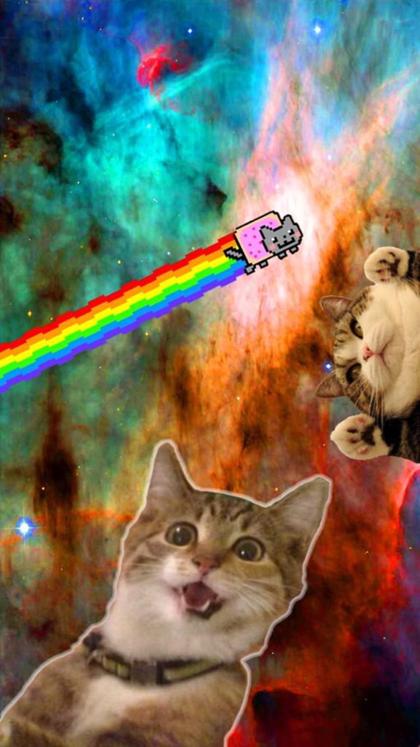 Gatti nello spazio: P. Gatto trippy, gatto, telefono hipster, gatti LSD Sfondo del telefono HD