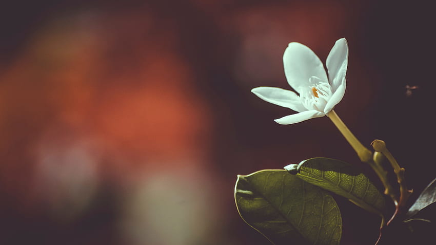 ดอกไม้ มาโคร กลีบดอก ตา เบลอ สมูท วอลล์เปเปอร์ HD