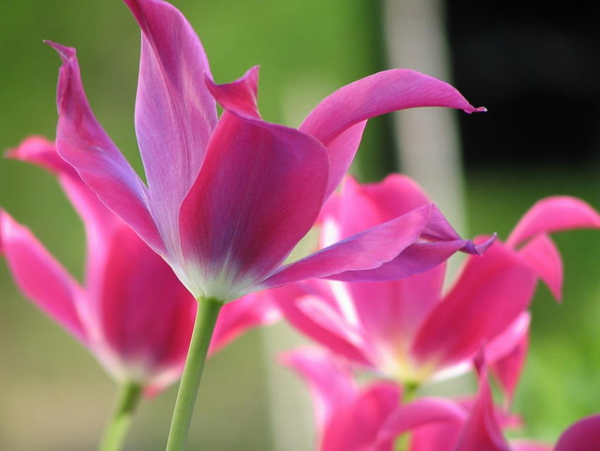 Open Tulips - Flowers - Windows 10 Background Flowers - & Background, デルフラワー 高画質の壁紙