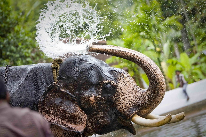 Elefante tatuato. Elefanti africani. Elefante, elefante, viaggio in Kerala, elefante del Kerala Sfondo HD
